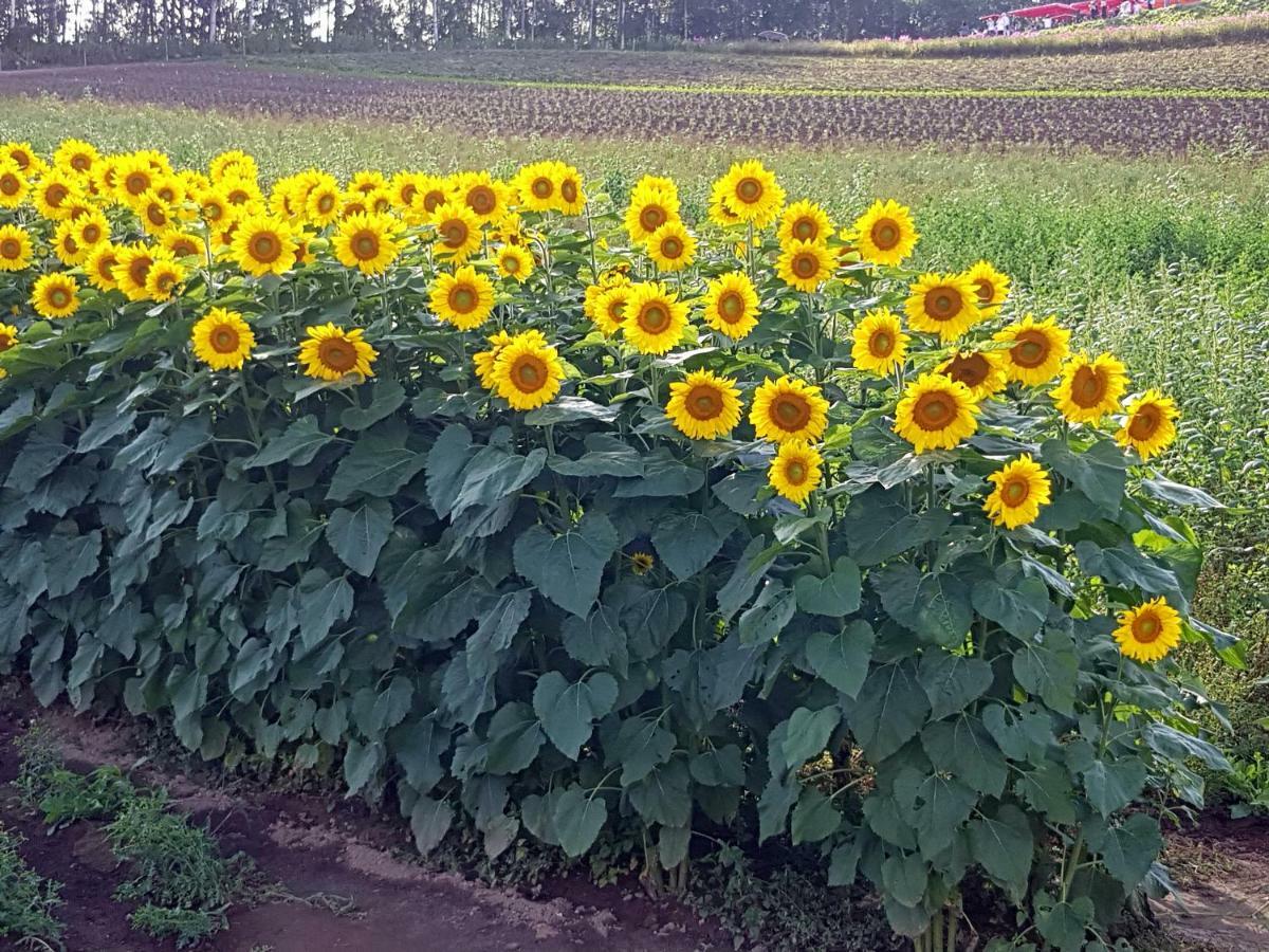 Furano B&B Buitenkant foto